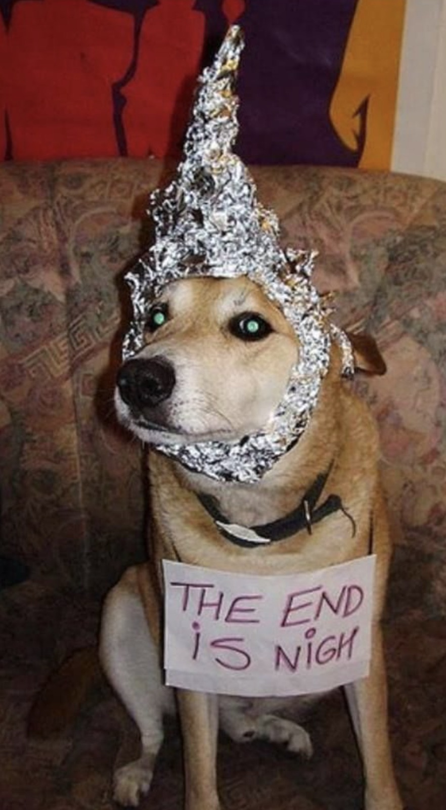 tin foil hat for dogs - The End is Nigh